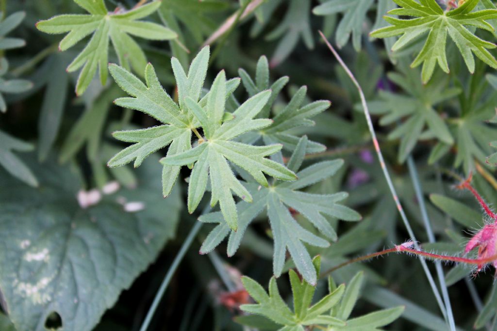 Geranium sanguineum